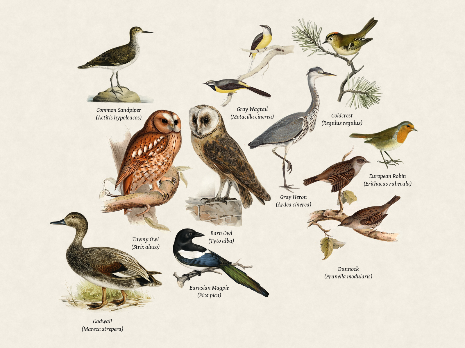 Birds heard at BirdNET-Pi - wheatley
